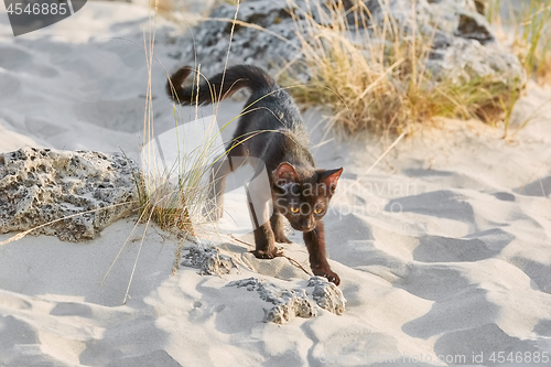 Image of Little Black Kitten