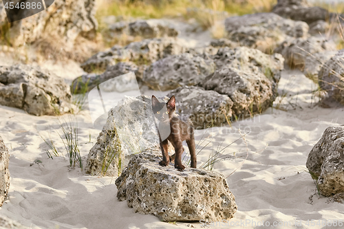 Image of Little Black Kitten