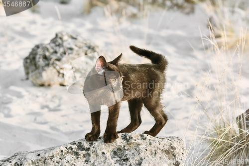 Image of Little Black Kitten