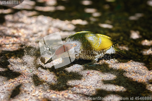 Image of European Green Woodpecker