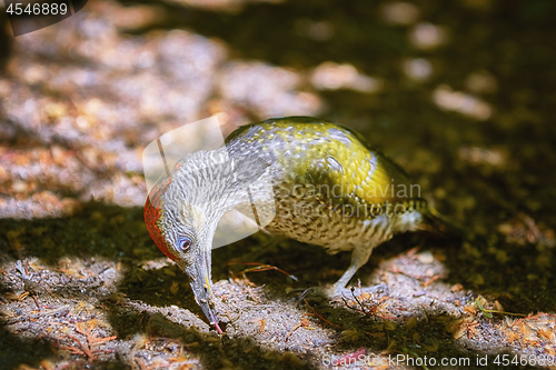 Image of European Green Woodpecker