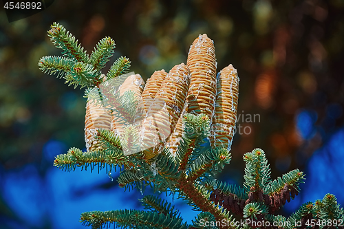 Image of Immature Cones of Manchurian Fir