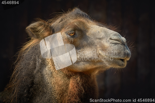 Image of Portrait of Camel