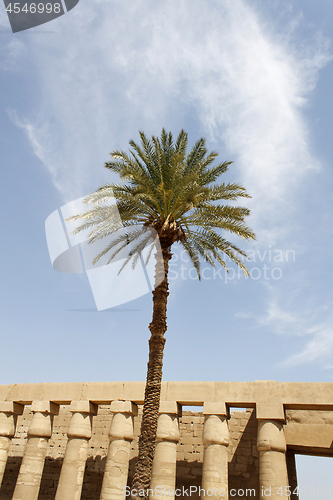 Image of Palm tree against the blue sky and ancient ruins in Egypt