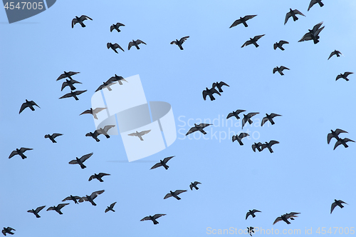Image of Pigeon flying against clear blue sky