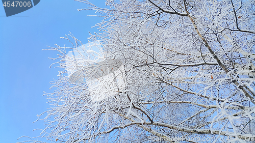 Image of Beautiful branches of trees covered with snow