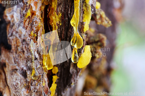 Image of Yellow amber drop of resin close-up on a conifer tree