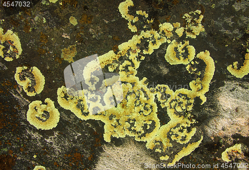 Image of Lichen growing on the surface of the stone