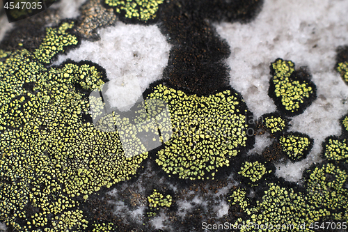 Image of Lichen growing on surface of the stone