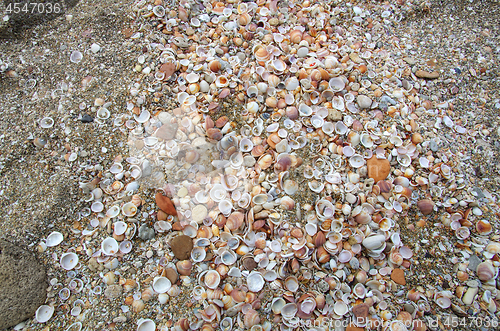 Image of Different dead shellfishes on the pebbles sea beach, natural bac