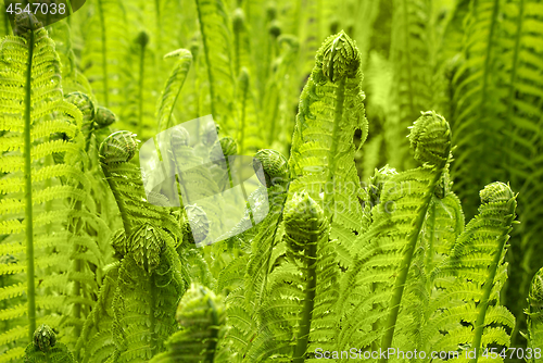 Image of Beautiful young green fern grows in a forest in early spring