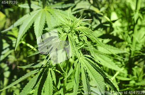 Image of Close-up of green fresh foliage of cannabis plant