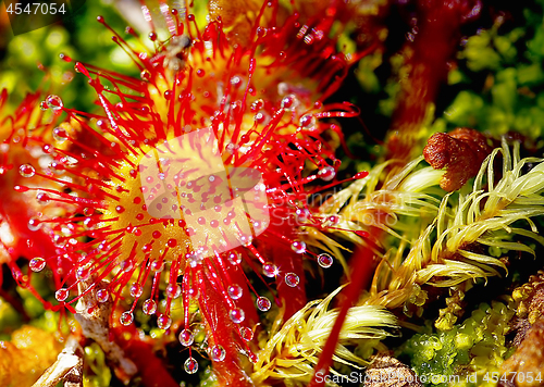 Image of Sundew (drosera rotundifolia) insectivorous sticky plant