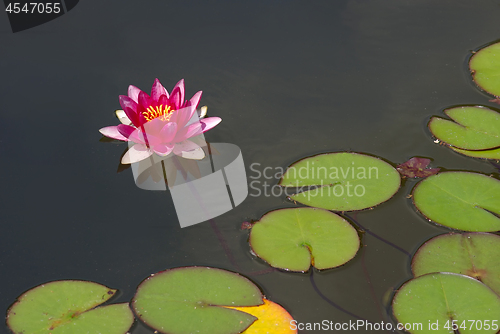 Image of Beautiful pink water lily or lotus blossom on surface of pond