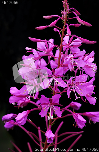 Image of Beautiful flowers of Willow-herb or Ivan-tea on black background