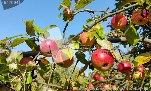 Image of Branches of an apple-tree with ripe red apples