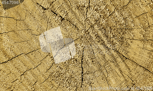 Image of Natural wooden texture with rings and cracks pattern