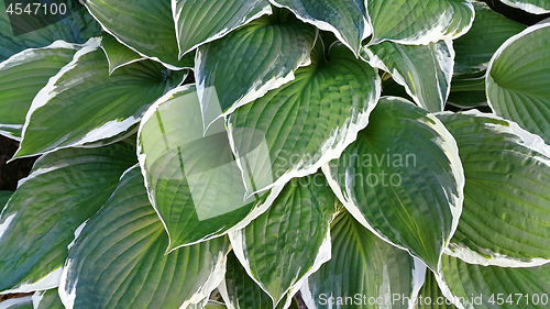 Image of Green and white leaves of hosta 