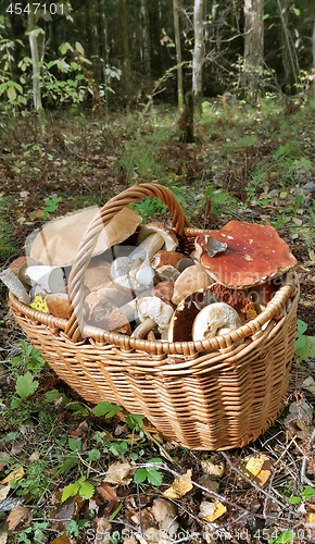 Image of Basket with edible mushrooms
