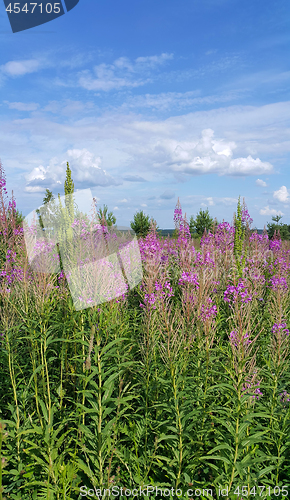 Image of Beautiful summer field with willow-herb flowers 