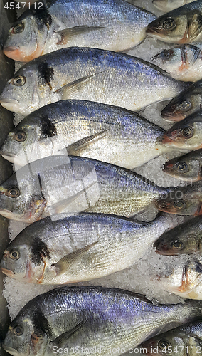 Image of Dorado fish on ice for sale at the market