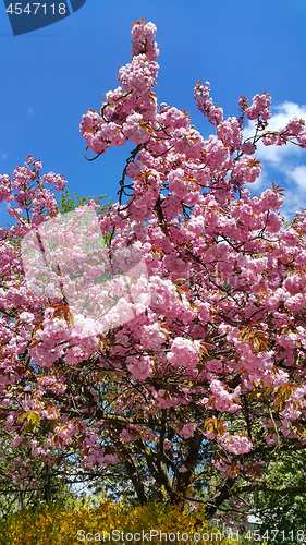 Image of Beautiful pink flowers of spring trees against the blue sky