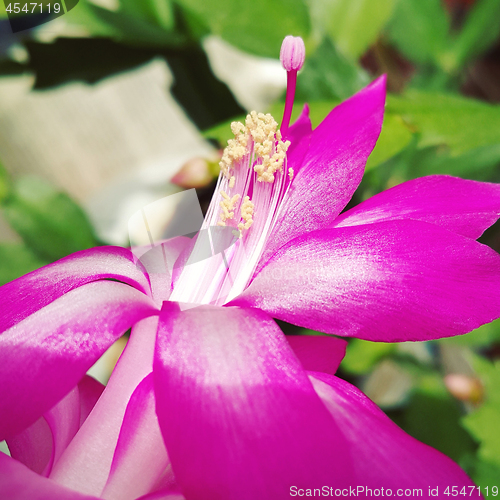 Image of Beautiful flower of Schlumbergera