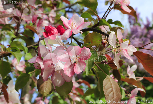 Image of Branches of spring tree with beautiful pink flowers