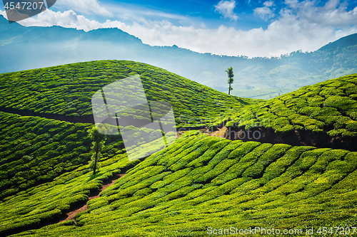 Image of Tea plantations. Munnar, Kerala