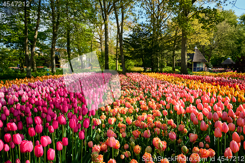 Image of Blooming tulips flowerbed in Keukenhof flower garden, Netherland