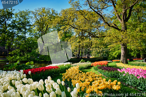 Image of Blooming tulips flowerbeds in Keukenhof flower garden, Netherlan