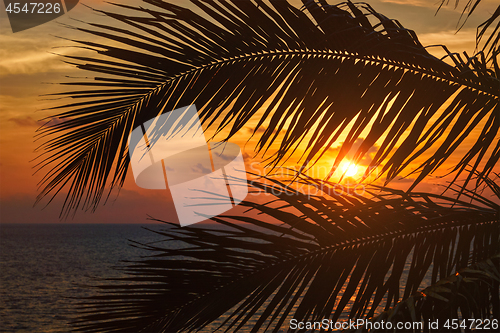 Image of Ocean sunset visible through palm leaves