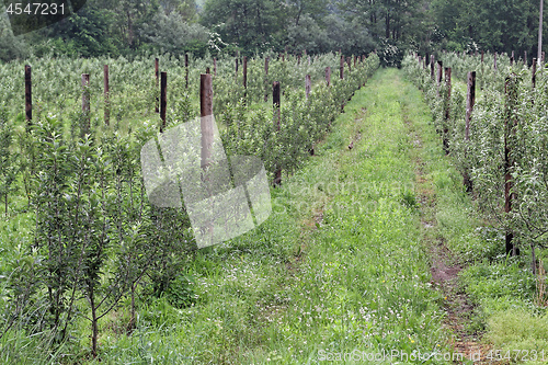 Image of Fruits Trees in Row