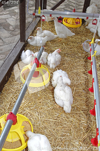 Image of Chicken Farm