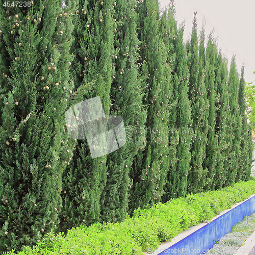 Image of Conifer Hedge
