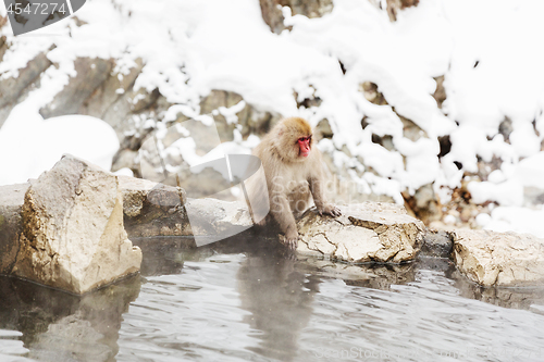 Image of japanese macaque or snow monkey in hot spring