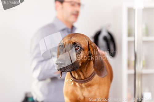 Image of Bavarian Welding Dog Grooming