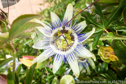 Image of typical passionflower plant blossom