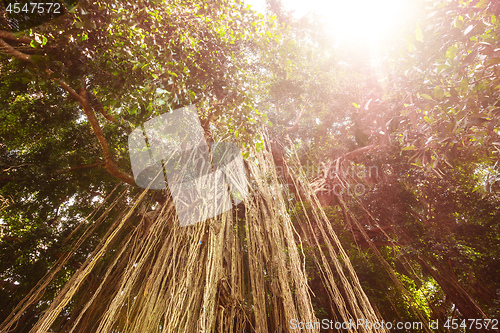 Image of Long trailing aerial or adventitious roots on tree