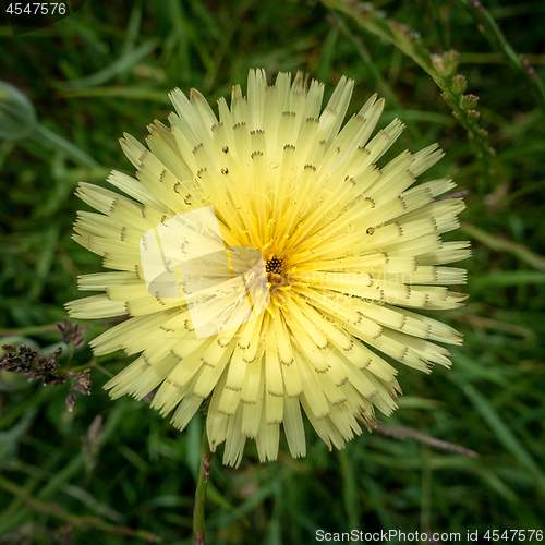 Image of wild yellow flower Italy