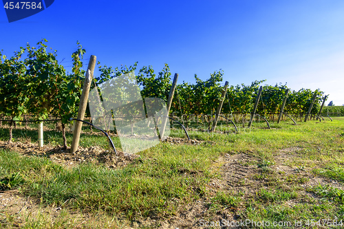 Image of typical vineyard in northern Italy Trentino