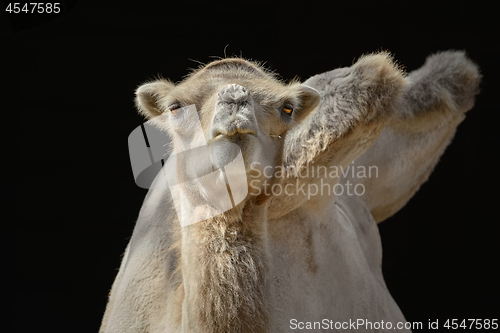 Image of Portrait of Camel