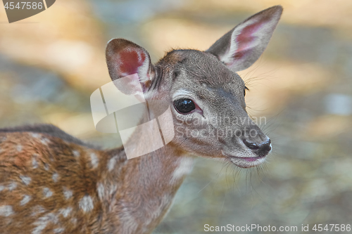 Image of Portrait of a Fawn