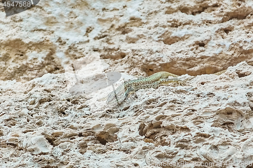 Image of Lizard on Stone