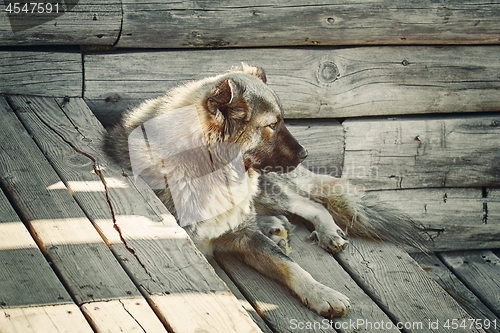 Image of Dog on the steps