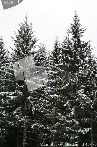 Image of The first snow