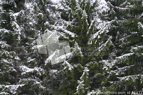 Image of The first snow