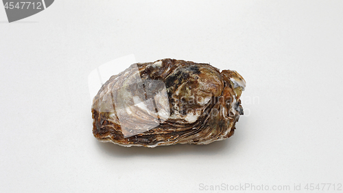 Image of Closed Oyster