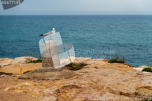 Image of Seagull on Perch