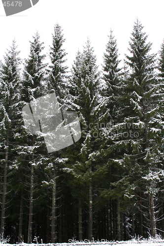 Image of The first snow